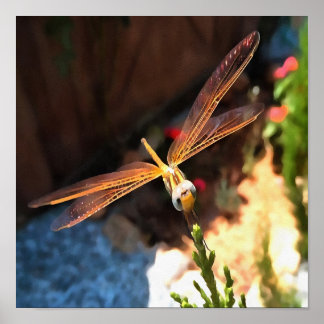 Póster Dragonfly con las alas doradas de la luz del sol