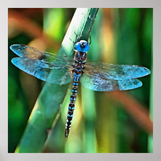 Póster Dragonfly de fantasía en turquesa y negro