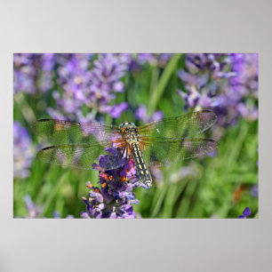 Póster Dragonfly en el jardín de Lavender
