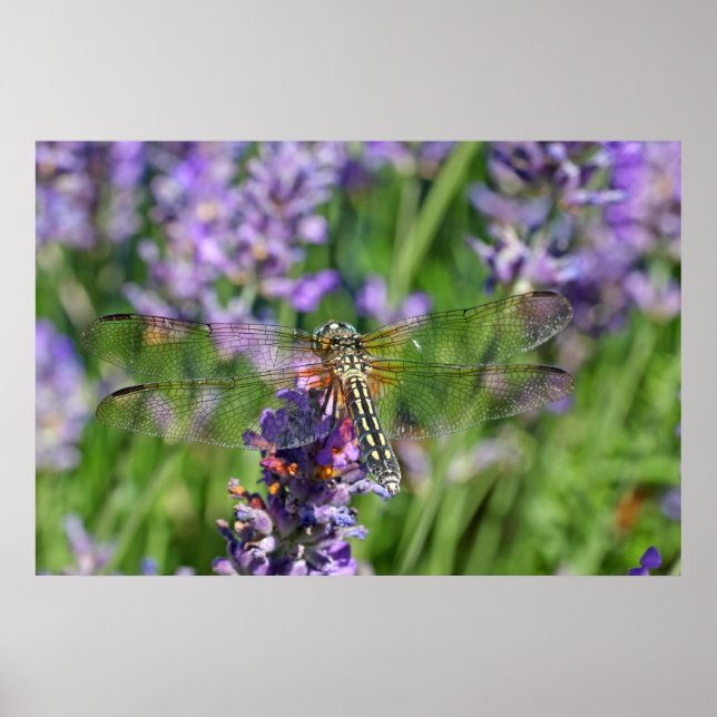 Póster Dragonfly en el jardín de Lavender (Frente)