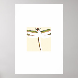 Póster Dragonfly en miniatura sobre fondo blanco