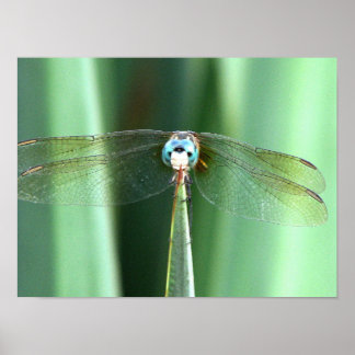 Póster Dragonfly Hello