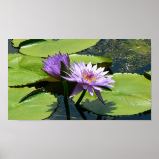Póster Dragonfly Lotus
