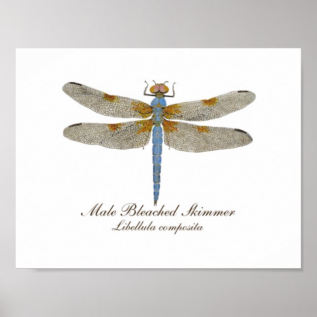 Póster Dragonfly macho con piel blanqueada (Frente)