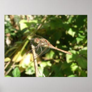 Póster Dragonfly on a Twig Print