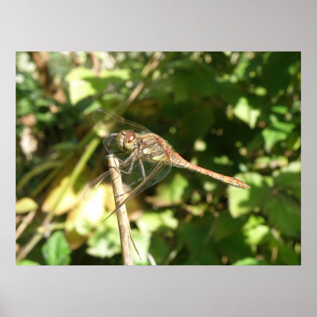 Póster Dragonfly on a Twig Print (Frente)