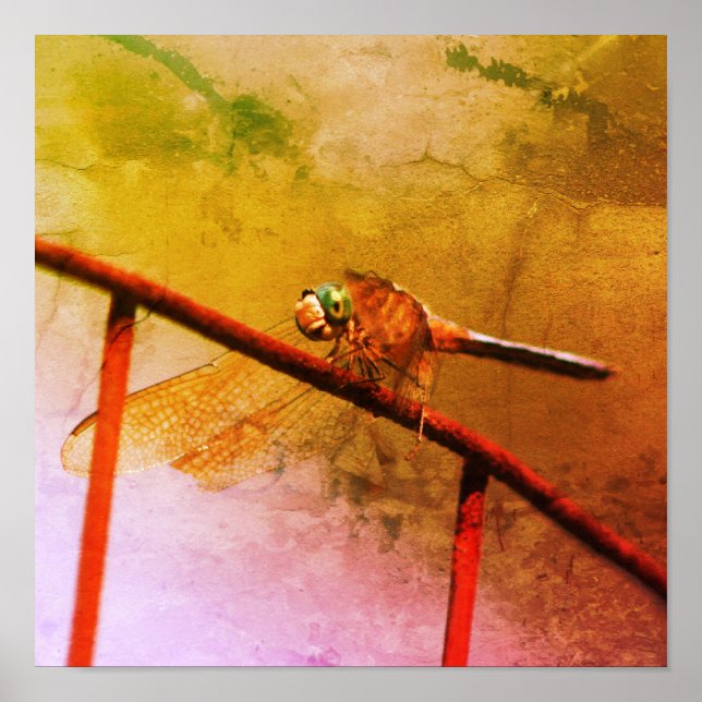 Póster Dragonfly on Wire Fence Molestes Art (Frente)