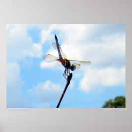 Póster Dragonfly ~ Prepararse para el despegue