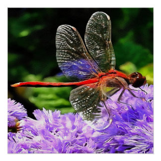 Póster Dragonfly rojo sobre las flores violetas moradas