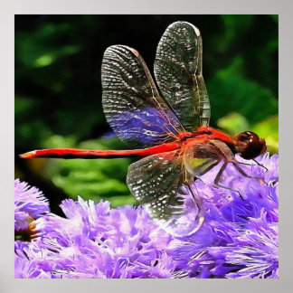 Póster Dragonfly rojo sobre las flores violetas moradas
