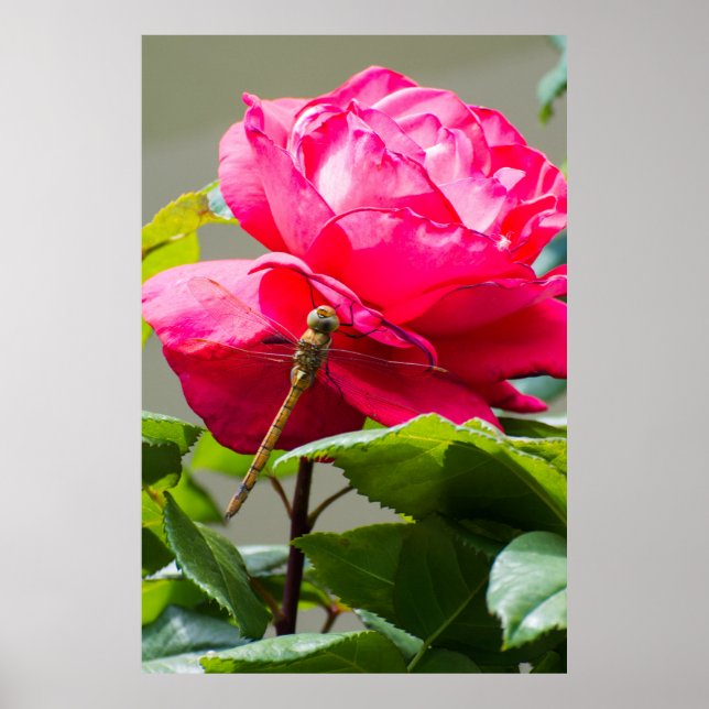 Póster Dragonfly sentado en la flor rosa roja (Frente)