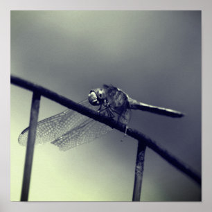 Póster Dragonfly Sobre La Alambrada De Alambre En Blanco