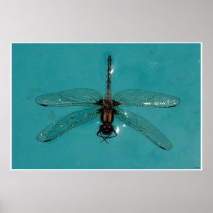 Póster Dragonfly Still Life 1