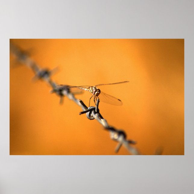 Póster Dragonismo (Frente)