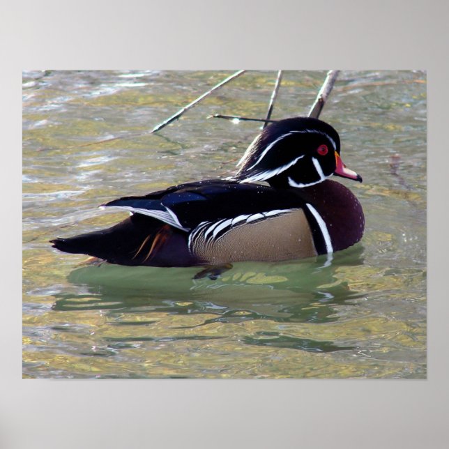 Póster Drake de pato de madera (Frente)