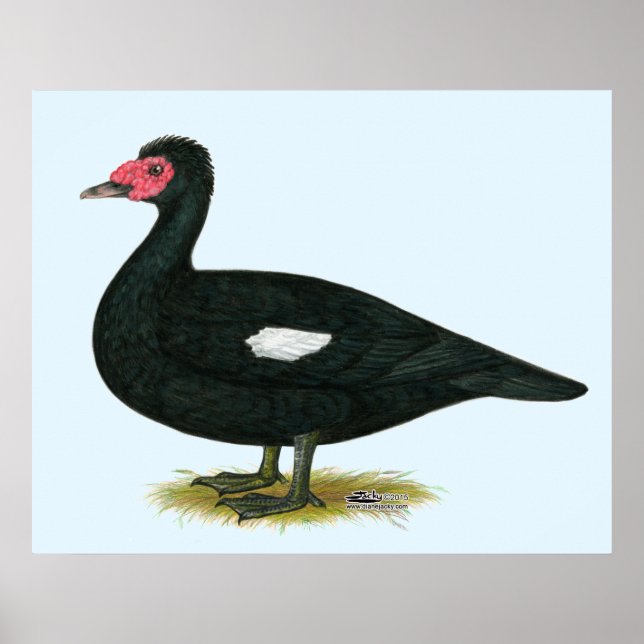 Póster Drake negro Muscovy (Frente)