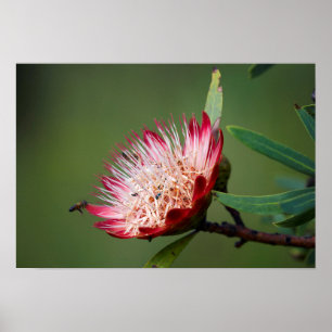 Póster Drakensberg Sugarbush (Protea Dracomontana)