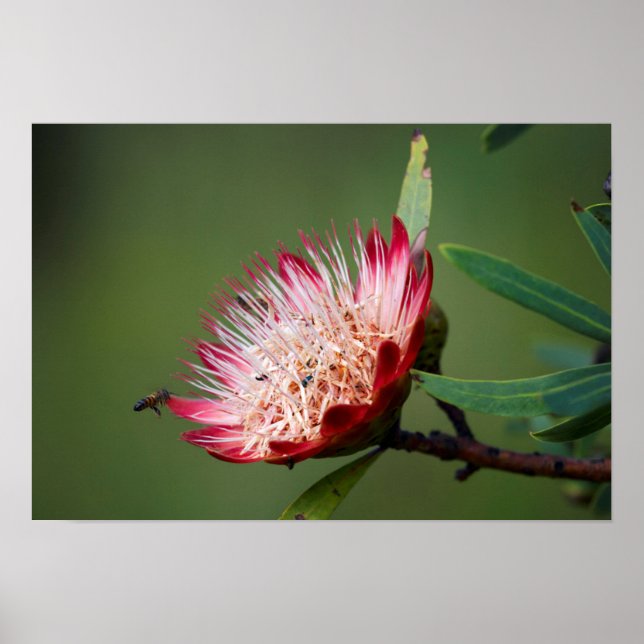 Póster Drakensberg Sugarbush (Protea Dracomontana) (Frente)