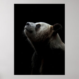 Póster Dramatic Giant Panda Portrait
