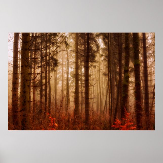 Póster Dramático bosque nublado rojo de invierno sin niev (Frente)