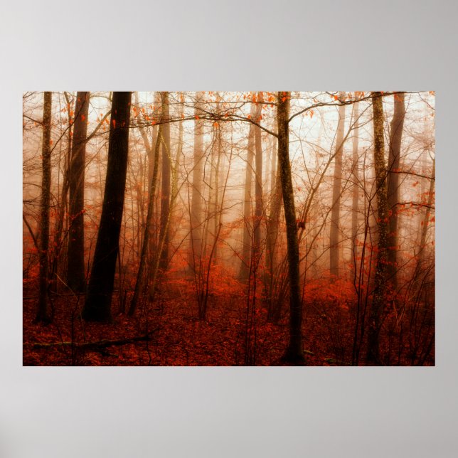 Póster Dramático bosque nublado rojo de invierno sin niev (Frente)