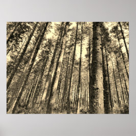 Póster Dramático Poster de árboles forestales