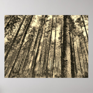 Póster Dramático Poster de árboles forestales