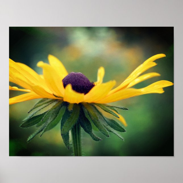 Póster Dreamy Black Eyed Susan Daisy Flower (Frente)