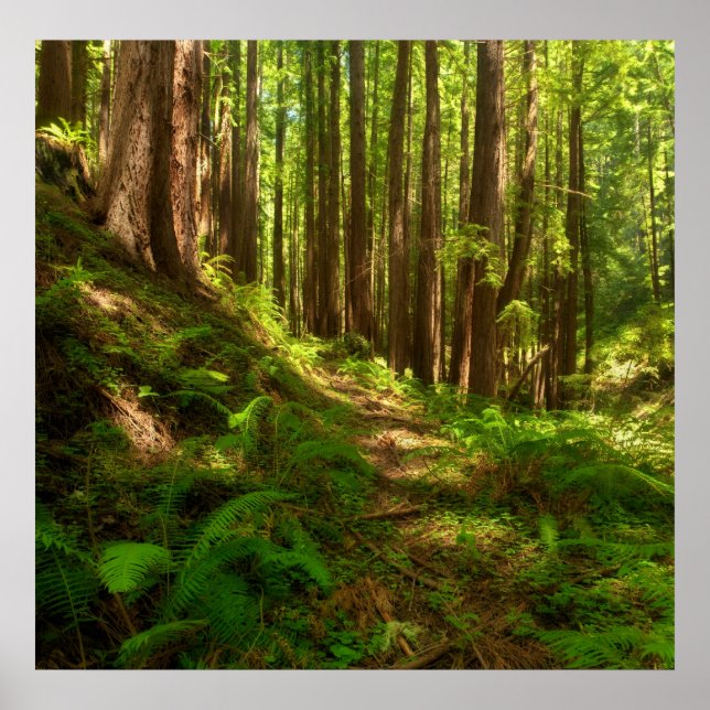 Póster Dreamy California Redwoods (Frente)