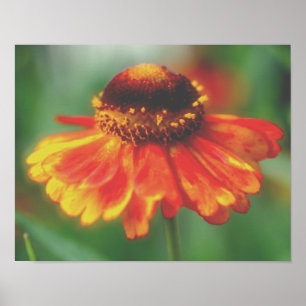 Póster Dreamy Zinnia Flower