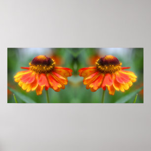 Póster Dreamy Zinnia Flower Mirror Resumen