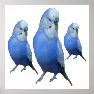 Póster drei blaue Wellensittiche