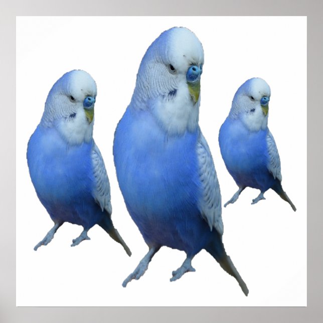 Póster drei blaue Wellensittiche (Frente)