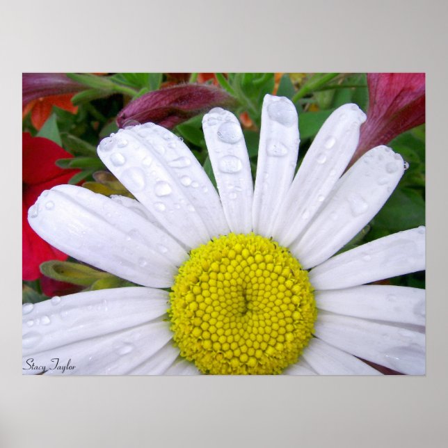 Póster Drenched Daisy 5 (Frente)