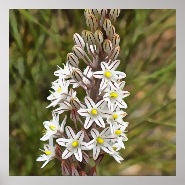 Póster Drimia Maritima O Island Onion Art (Frente)