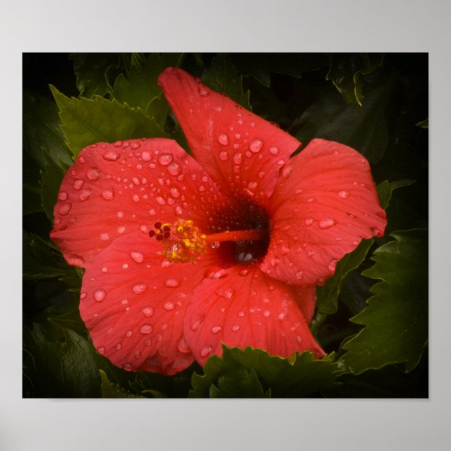 Póster Drogas de agua en el Poster de Hibiscus (Frente)