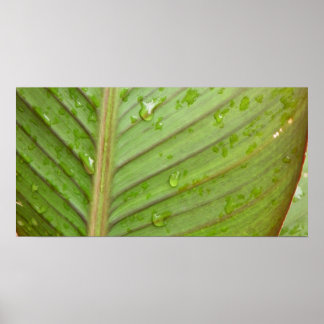 Póster Drogas de agua en la foto de la hoja