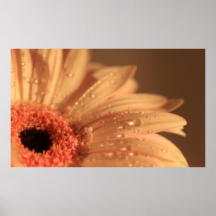 Póster Drogas de Petal