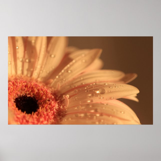 Póster Drogas de Petal (Frente)