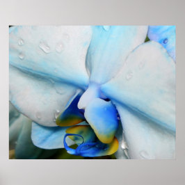 Póster Drogas en la Orquídea Azul