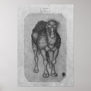 Póster Dromedary, from the The Vallardi Album