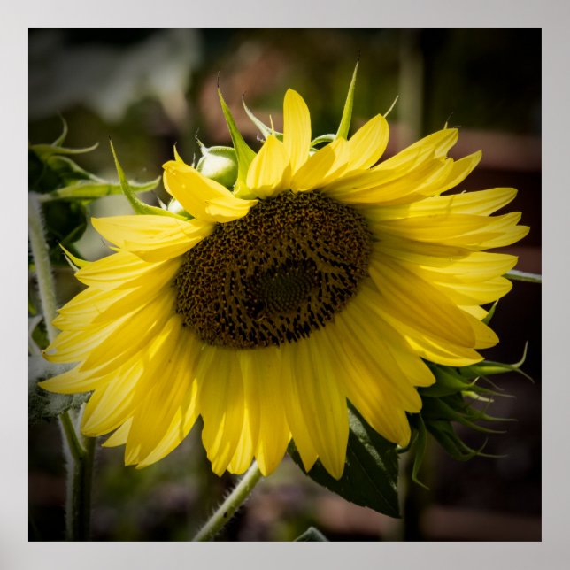 Póster Drooping (Frente)