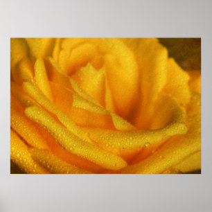 Póster Droplets de agua sobre la elegante rosa amarilla