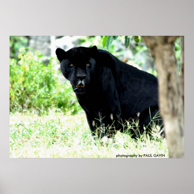 Póster DSC_0235, fotografía de PAUL GAVIN (Frente)