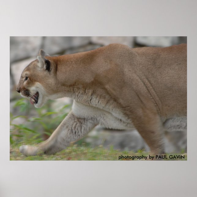 Póster DSC_0254, fotografía de PAUL GAVIN (Frente)