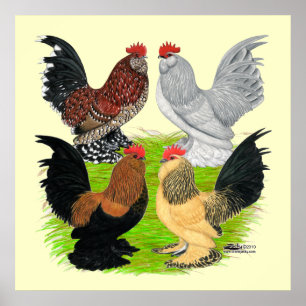 Póster D'Uccles cuatro gallos