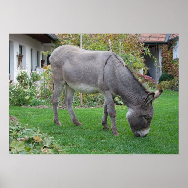 Póster Ducha Biológica De Césped En Cuatro Hojas (Frente)