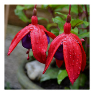 Póster Ducha rosada del destino del amor de los flores de