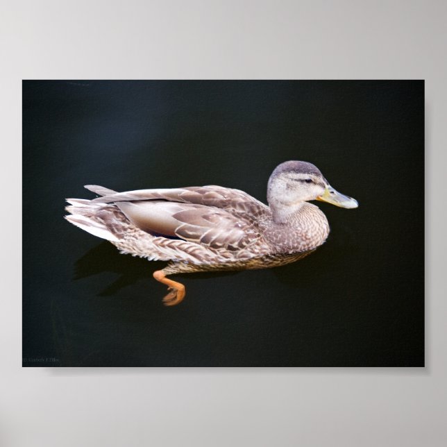 Póster Duck 907b (Frente)