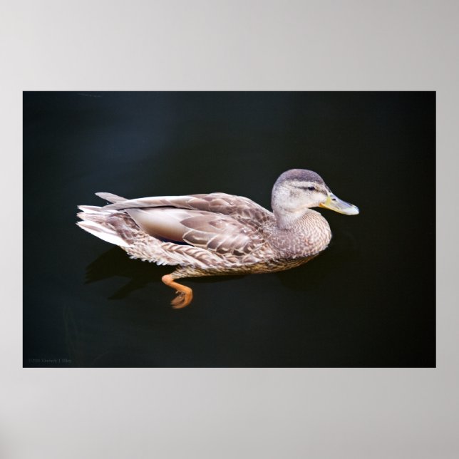 Póster Duck 907b (Frente)